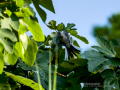 Lavandera blanca - Motacilla alba - Cuereta blanca