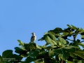 Lavandera blanca - Motacilla alba - Cuereta blanca