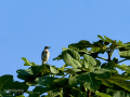 Lavandera blanca - Motacilla alba - Cuereta blanca