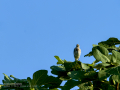 Lavandera blanca - Motacilla alba - Cuereta blanca