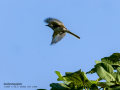 Lavandera blanca - Motacilla alba - Cuereta blanca