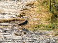 Lavandera blanca - Motacilla alba - Cuereta blanca