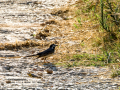 Lavandera blanca - Motacilla alba - Cuereta blanca