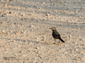 Lavandera blanca - Motacilla alba - Cuereta blanca