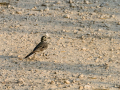 Lavandera blanca - Motacilla alba - Cuereta blanca