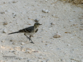 Lavandera blanca - Motacilla alba - Cuereta blanca
