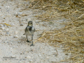 Lavandera blanca - Motacilla alba - Cuereta blanca