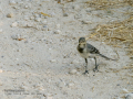 Lavandera blanca - Motacilla alba - Cuereta blanca