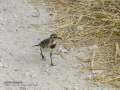 Lavandera blanca - Motacilla alba - Cuereta blanca