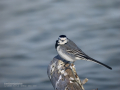 Lavandera blanca - Motacilla alba - Cuereta blanca