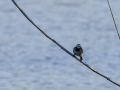 Lavandera blanca - Motacilla alba - Cuereta blanca