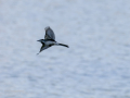 Lavandera blanca - Motacilla alba - Cuereta blanca