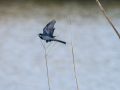 Lavandera blanca - Motacilla alba - Cuereta blanca