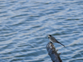 Lavandera blanca - Motacilla alba - Cuereta blanca