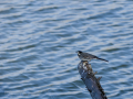 Lavandera blanca - Motacilla alba - Cuereta blanca
