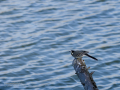 Lavandera blanca - Motacilla alba - Cuereta blanca