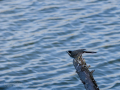 Lavandera blanca - Motacilla alba - Cuereta blanca