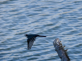 Lavandera blanca - Motacilla alba - Cuereta blanca