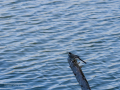 Lavandera blanca - Motacilla alba - Cuereta blanca