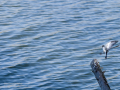 Lavandera blanca - Motacilla alba - Cuereta blanca