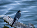Lavandera blanca - Motacilla alba - Cuereta blanca