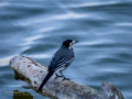 Lavandera blanca - Motacilla alba - Cuereta blanca