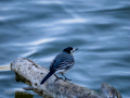Lavandera blanca - Motacilla alba - Cuereta blanca
