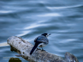 Lavandera blanca - Motacilla alba - Cuereta blanca
