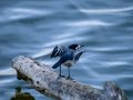Lavandera blanca - Motacilla alba - Cuereta blanca