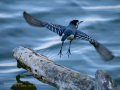 Lavandera blanca - Motacilla alba - Cuereta blanca