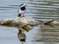 Lavandera blanca - Motacilla alba - Cuereta blanca