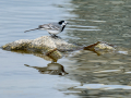 Lavandera blanca - Motacilla alba - Cuereta blanca
