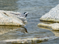 Lavandera blanca - Motacilla alba - Cuereta blanca