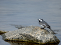 Lavandera blanca - Motacilla alba - Cuereta blanca
