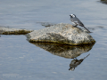Lavandera blanca - Motacilla alba - Cuereta blanca