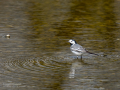 Lavandera blanca - Motacilla alba - Cuereta blanca