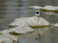Lavandera blanca - Motacilla alba - Cuereta blanca