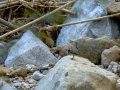 Lavandera blanca - Motacilla alba - Cuereta blanca
