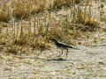 Lavandera blanca - Motacilla alba - Cuereta blanca