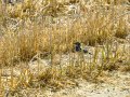 Lavandera blanca - Motacilla alba - Cuereta blanca