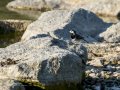 Lavandera blanca - Motacilla alba - Cuereta blanca
