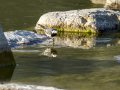 Lavandera blanca - Motacilla alba - Cuereta blanca