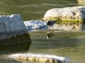 Lavandera blanca - Motacilla alba - Cuereta blanca
