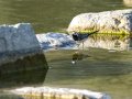 Lavandera blanca - Motacilla alba - Cuereta blanca