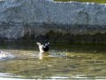 Lavandera blanca - Motacilla alba - Cuereta blanca