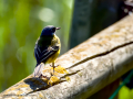 Lavandera boyera - Motacilla flava - Cuereta groga