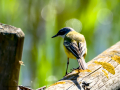 Lavandera boyera - Motacilla flava - Cuereta groga