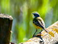 Lavandera boyera - Motacilla flava - Cuereta groga