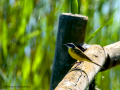 Lavandera boyera - Motacilla flava - Cuereta groga