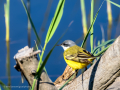 Lavandera boyera - Motacilla flava - Cuereta groga